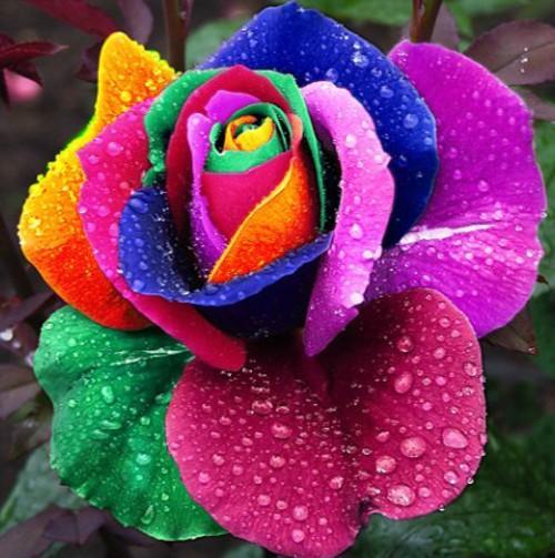 Ultra-Rare Rainbow Rose Seeds - 100 Seed Pack